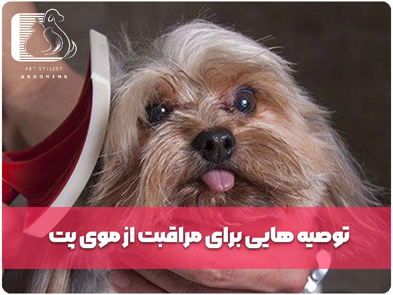 توصیه هایی برای مراقبت از موی پت